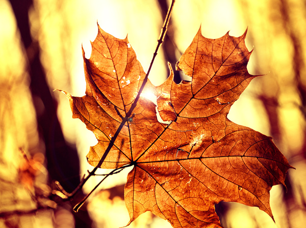 Withered leaves and sunny background with blurred tree Stock Photo