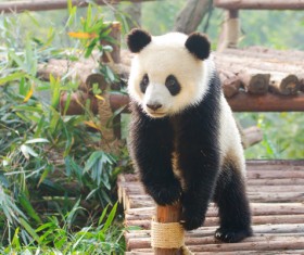 Wooden bridge bamboo and cute giant panda HD picture