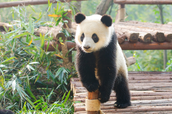 Wooden bridge bamboo and cute giant panda HD picture