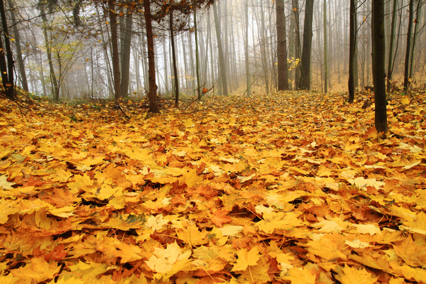 Yellow autumn trees Stock Photo
