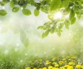 Yellow flowers with blurred sunny background HD picture