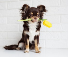 Yellow rose puppy with wall background Stock Photo