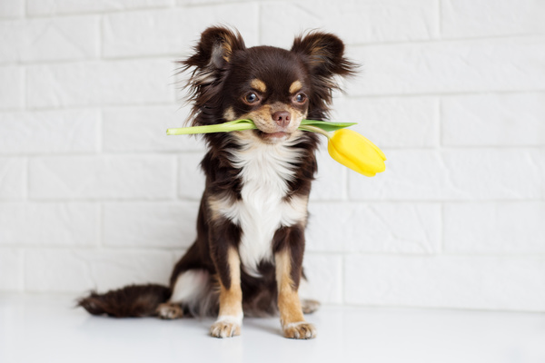 Yellow rose puppy with wall background Stock Photo