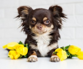 Yellow roses with tummy puppy Stock Photo