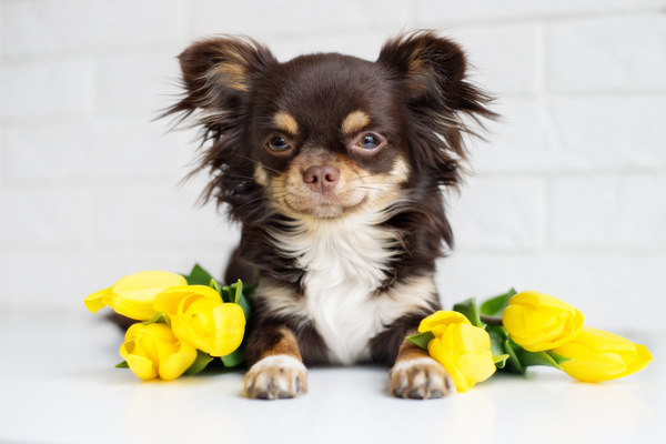 Yellow roses with tummy puppy Stock Photo