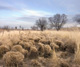 autumn grass field landscape of yellow leaf Stock Photo 04