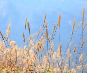 autumn grass field landscape of yellow leaf Stock Photo 05
