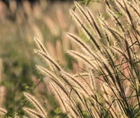 autumn grass field landscape of yellow leaf Stock Photo 06