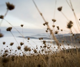 autumn grass field landscape of yellow leaf Stock Photo 07