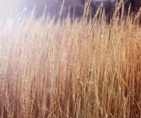 autumn grass field landscape of yellow leaf Stock Photo 08