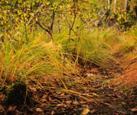 autumn grass field landscape of yellow leaf Stock Photo 10