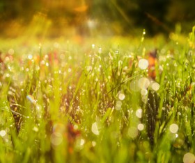 autumn grass field landscape of yellow leaf Stock Photo 12