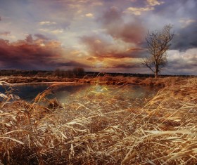 autumn grass field landscape of yellow leaf Stock Photo 13