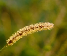 autumn grass field landscape of yellow leaf Stock Photo 14