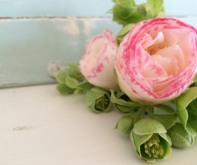 beautiful Camellia flowers Stock Photo