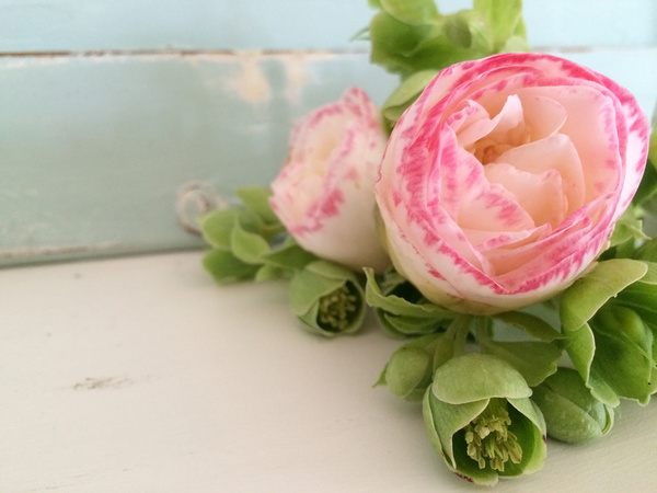 beautiful Camellia flowers Stock Photo