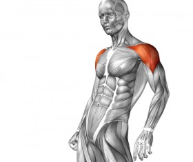 side view of the body deltoid