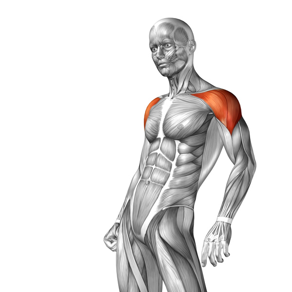 side view of the body deltoid