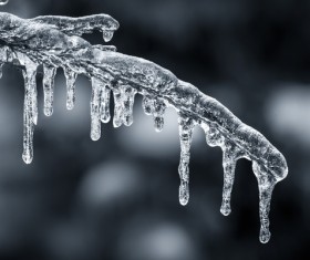 An icicle hanging from a branch Stock Photo 01