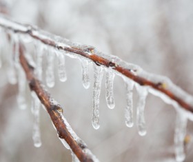 An icicle hanging from a branch Stock Photo 02