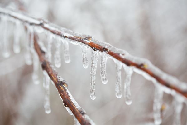 An icicle hanging from a branch Stock Photo 02