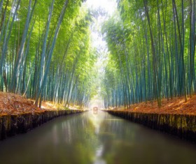Bamboo forest deep scenery HD picture
