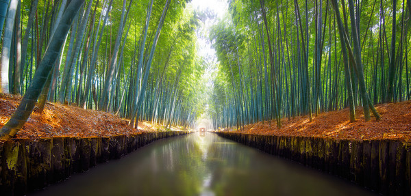 Bamboo forest deep scenery HD picture