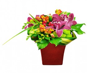 Beautiful Colorful flowers Stock Photo 02