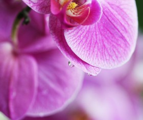 Beautiful butterfly orchid Stock Photo