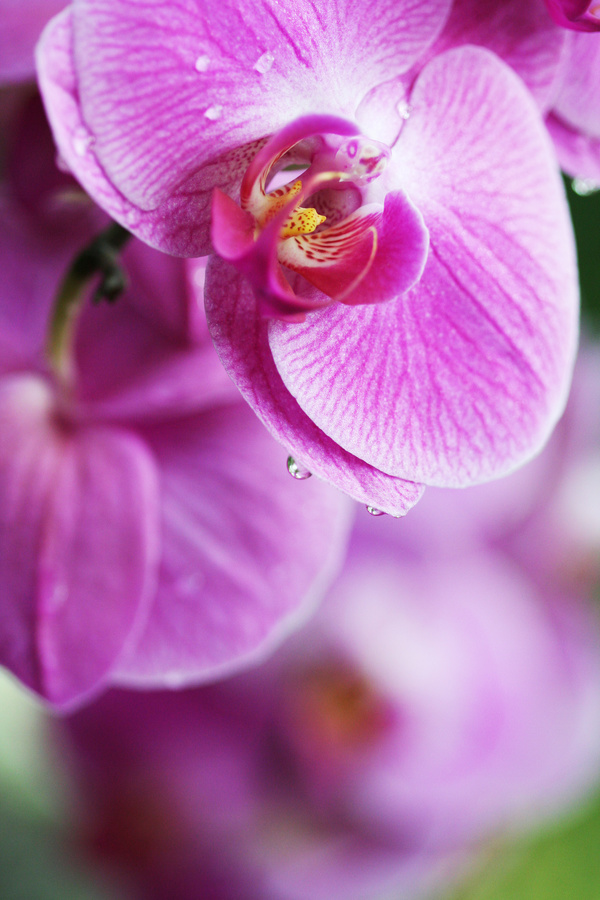 Beautiful butterfly orchid Stock Photo