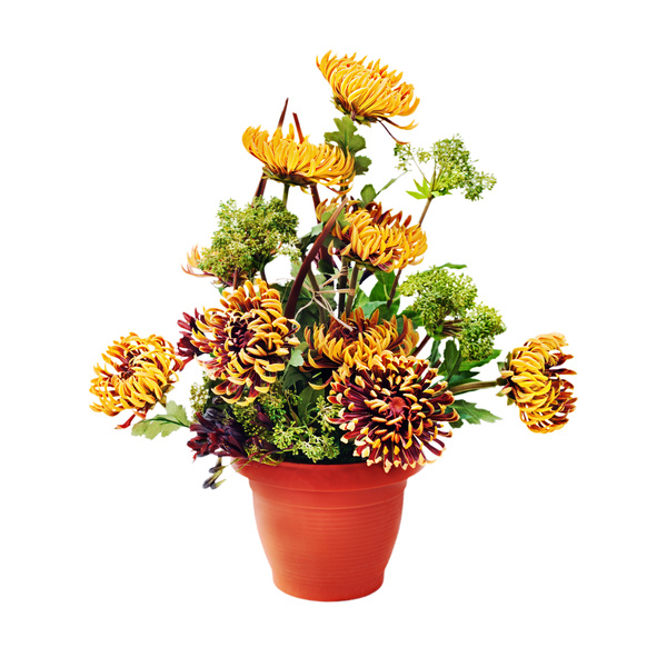 Beautiful colorful chrysanthemums Stock Photo