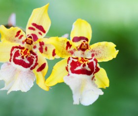 Beautiful face of orchid Stock Photo