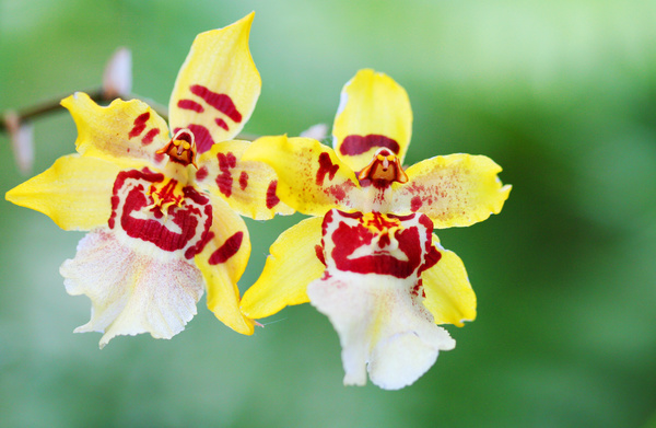 Beautiful face of orchid Stock Photo