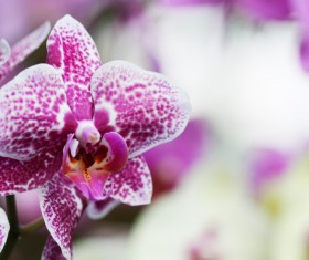 Beautiful purple orchid Stock Photo