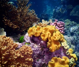 Beautiful underwater coral reefs Stock Photo 01