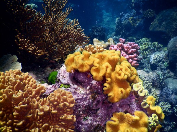 Beautiful underwater coral reefs Stock Photo 01