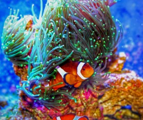 Beautiful underwater coral reefs Stock Photo 03