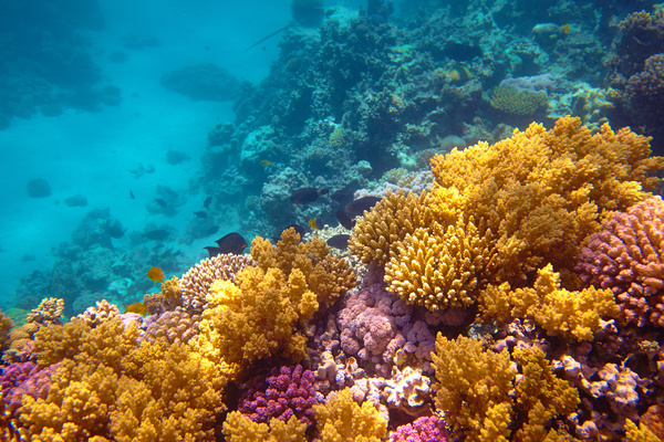 Beautiful underwater coral reefs Stock Photo 04