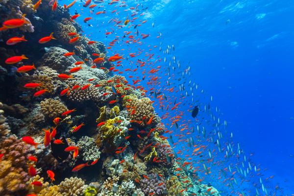 Beautiful underwater coral reefs with fish Stock Photo 01