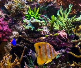 Beautiful underwater coral reefs with fish Stock Photo 02