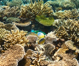 Beautiful underwater coral reefs with fish Stock Photo 03