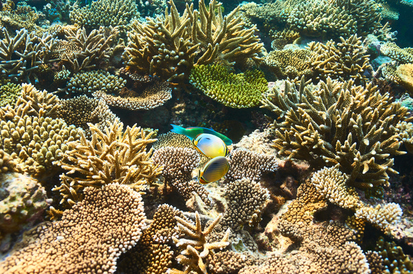 Beautiful underwater coral reefs with fish Stock Photo 03