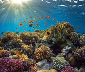 Beautiful underwater coral reefs with fish Stock Photo 04
