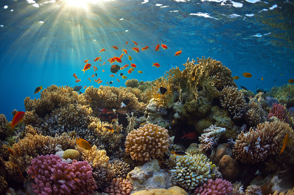 Beautiful underwater coral reefs with fish Stock Photo 04