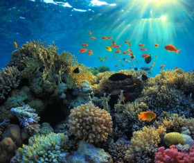 Beautiful underwater coral reefs with fish Stock Photo 05