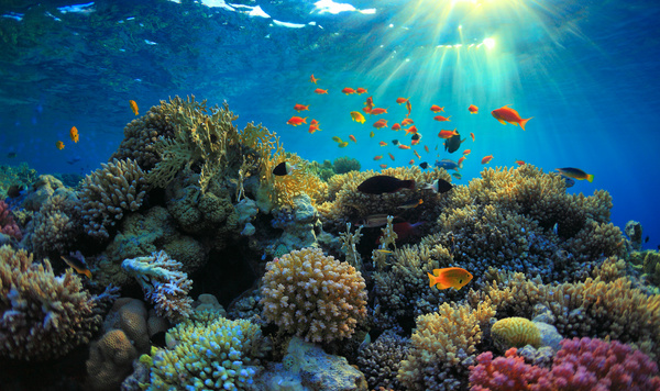 Beautiful underwater coral reefs with fish Stock Photo 05