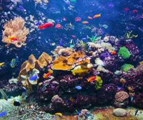 Beautiful underwater coral reefs with fish Stock Photo 06