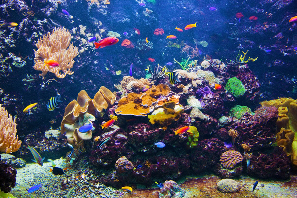 Beautiful underwater coral reefs with fish Stock Photo 06