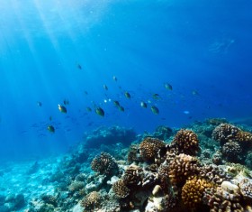 Beautiful underwater coral reefs with fish Stock Photo 07