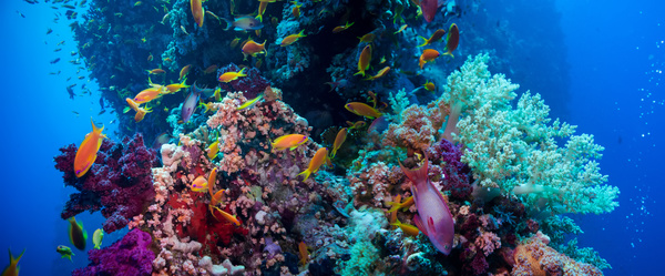 Beautiful underwater coral reefs with fish Stock Photo 08